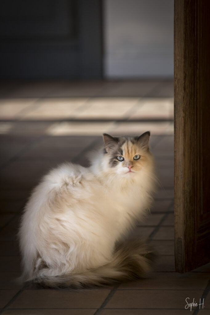 chat photographie animalière chat charente gironde dordogne