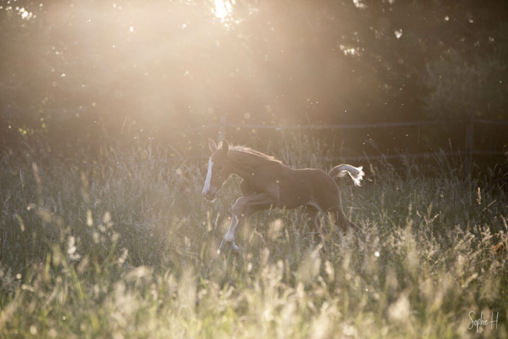 photo équine chevaux poulain
