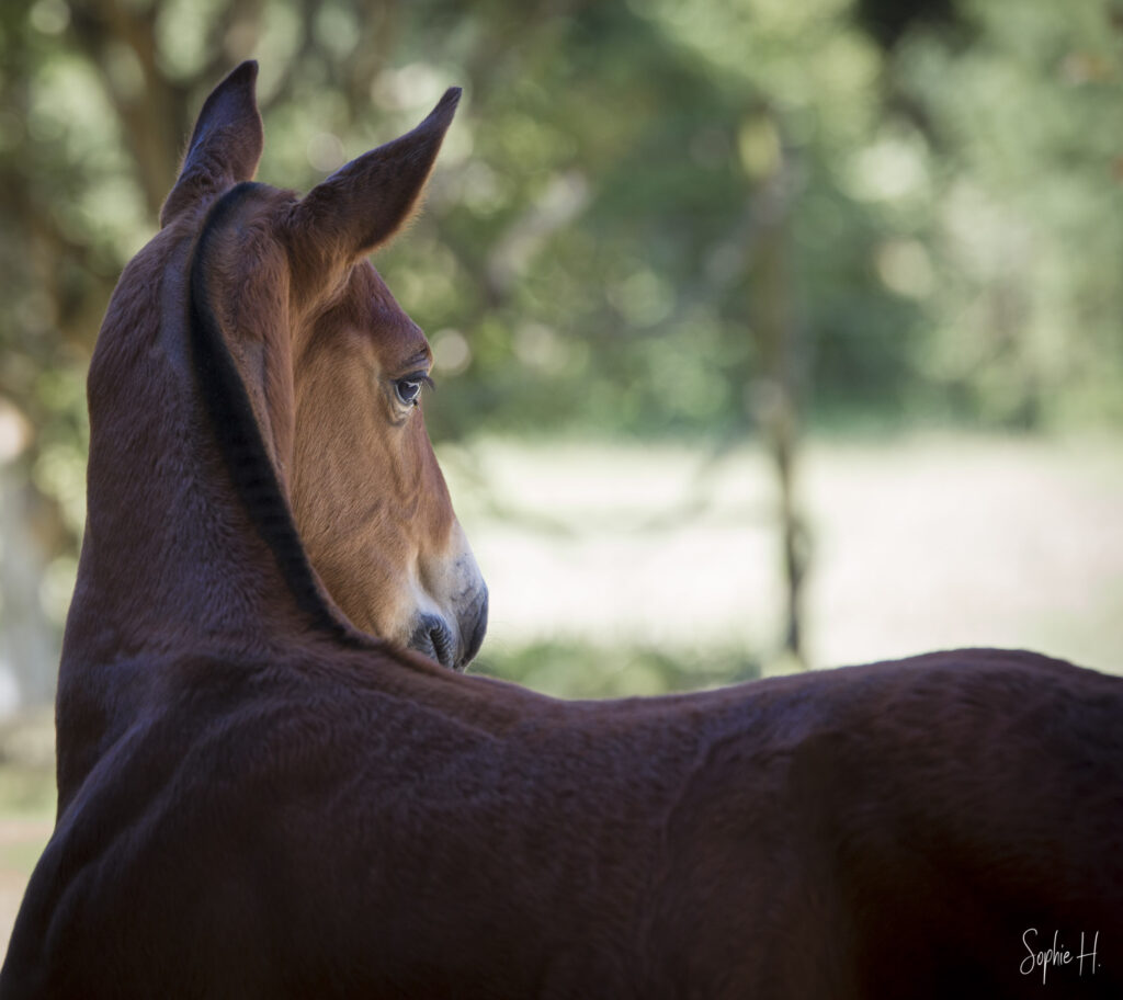 photo équine chevaux poulain