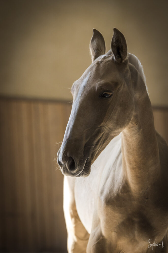 photo équine chevaux poulain lusitanien