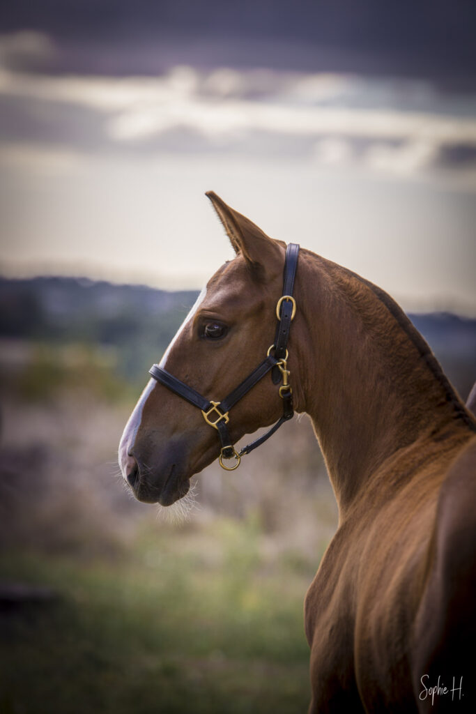 photo équine chevaux poulain