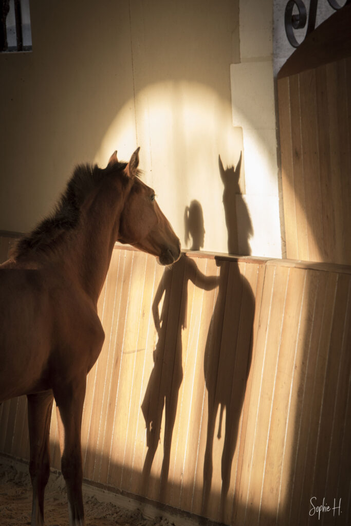 photo équine chevaux poulain