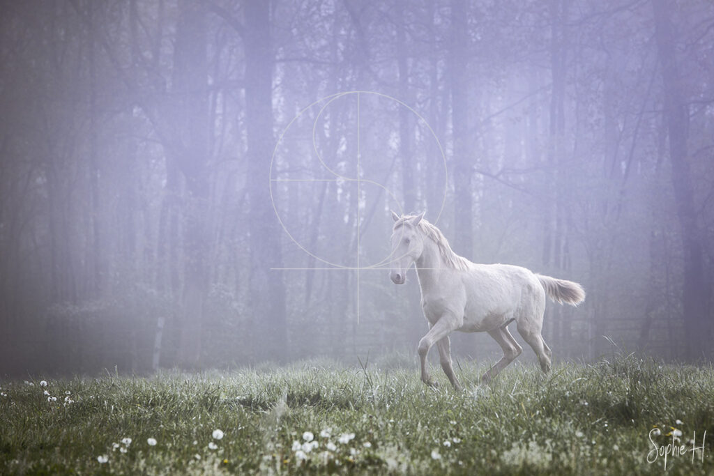 photo équine chevaux brume