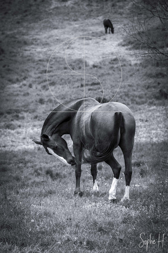photo équine chevaux juments