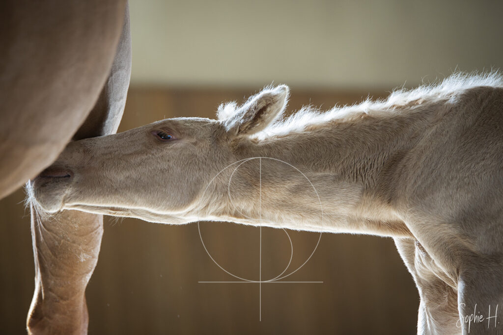 photo équine chevaux poulain