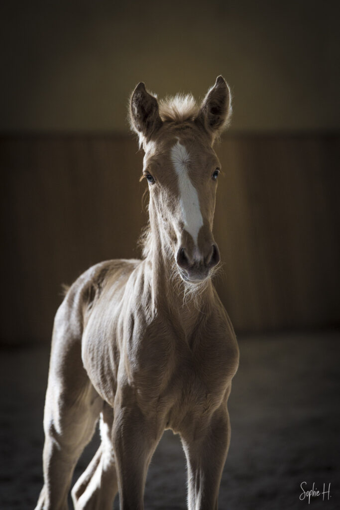 photo équine chevaux poulain