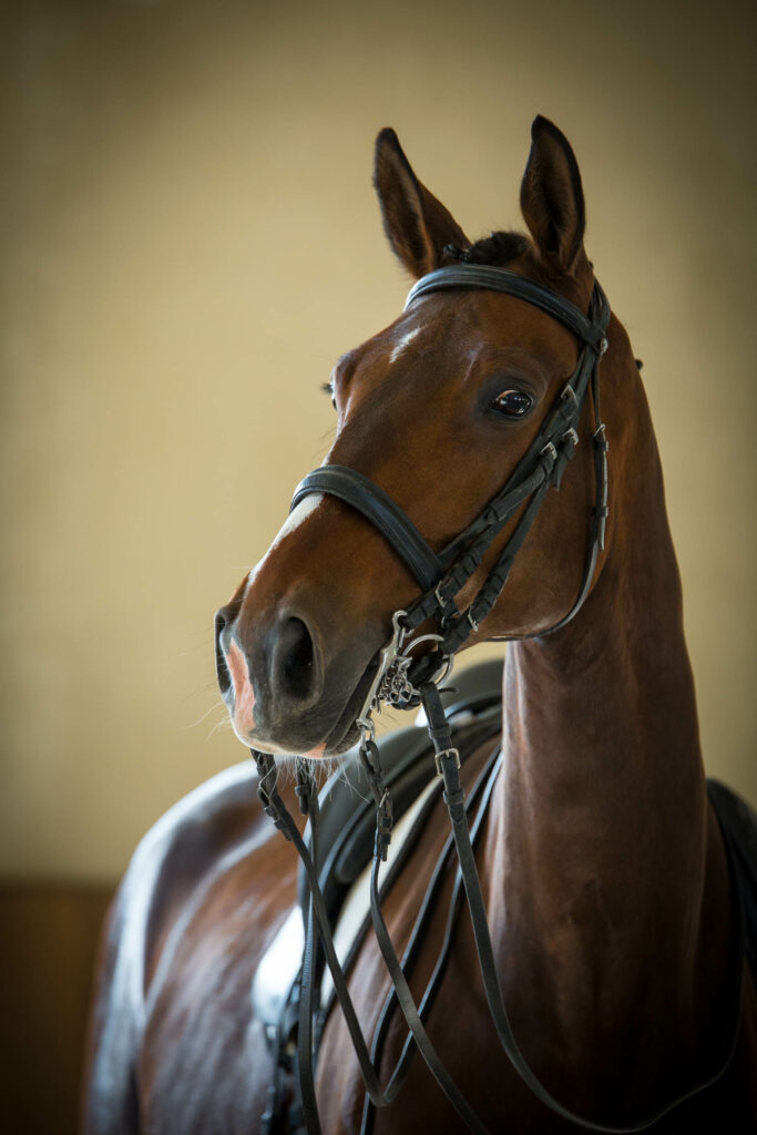photo équine chevaux