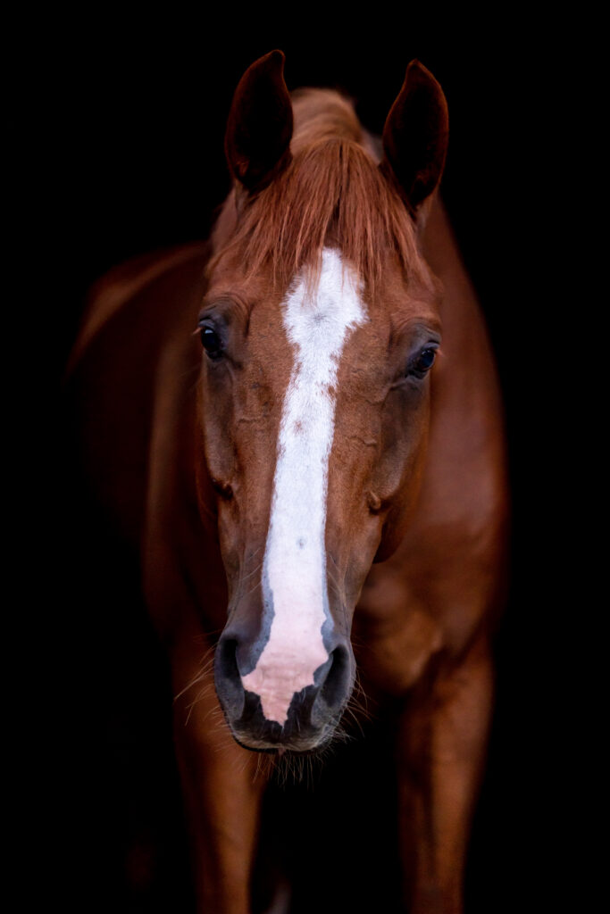 photo équine chevaux portrait fond noir