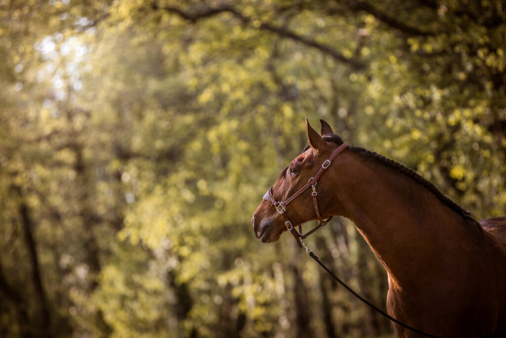 photo équine chevaux