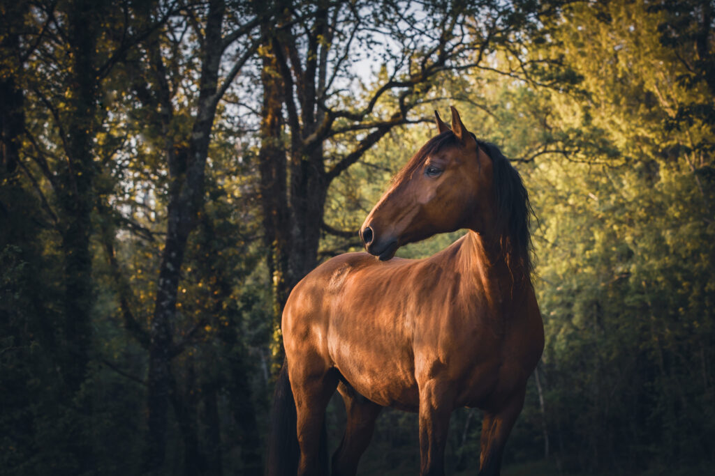 photographie équine chevaux lusitanien