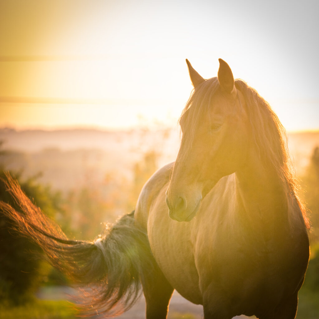photo équine chevaux