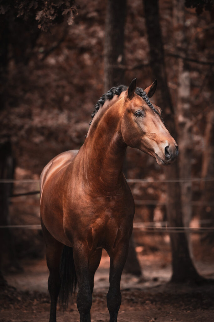 photo équine chevaux étalon lusitanien pro
