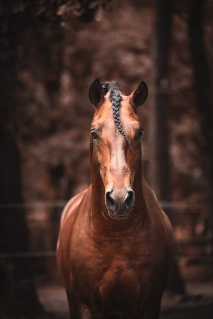 photo équine chevaux lusitanien étalon