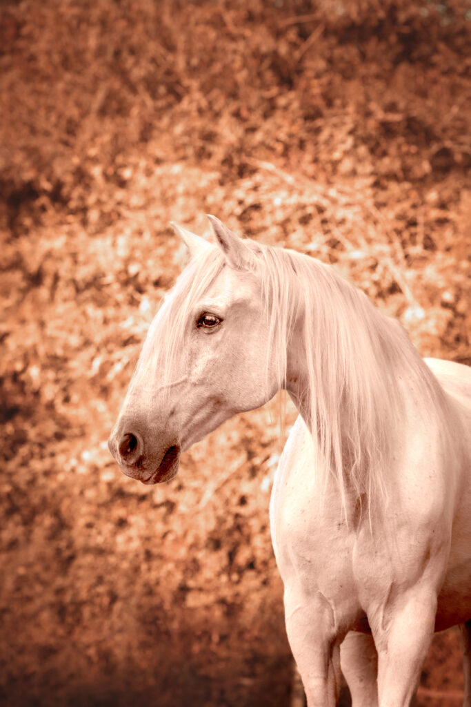 photo équine chevaux