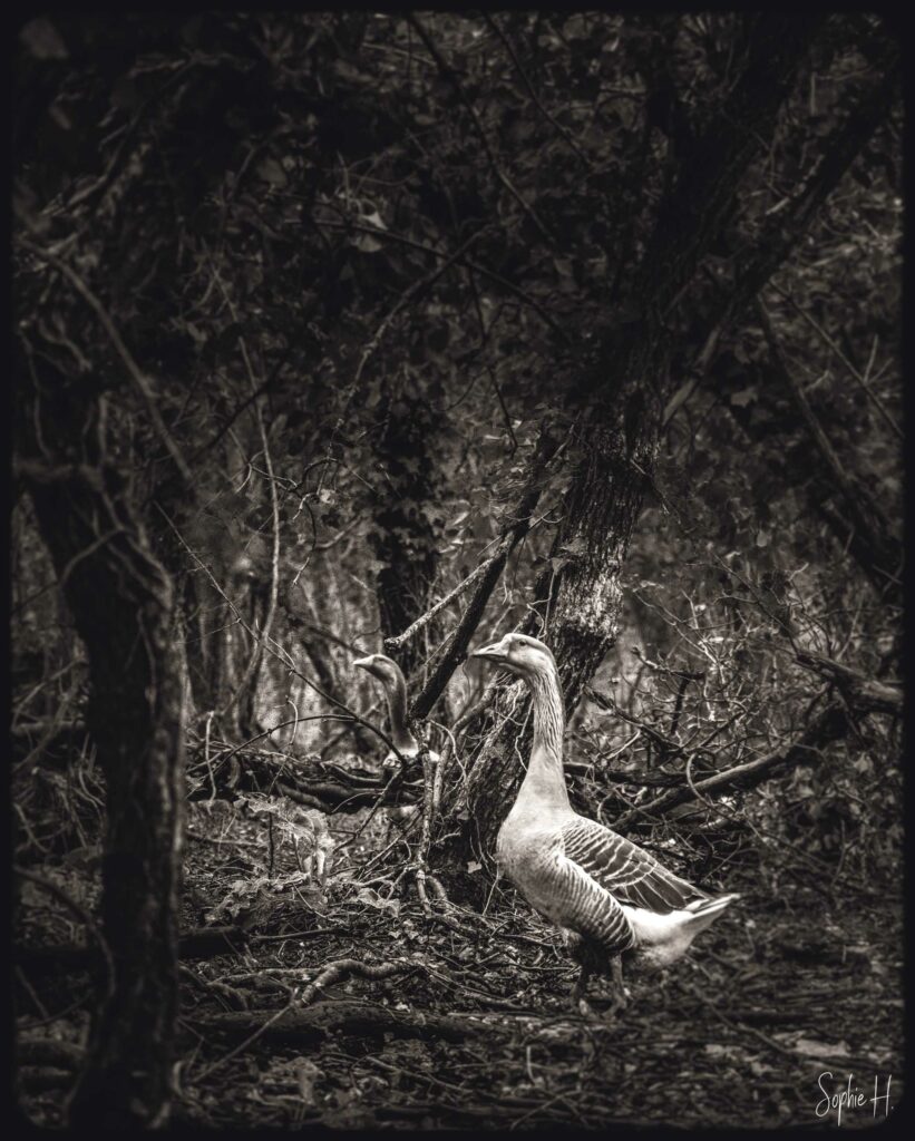 photo animalière oie