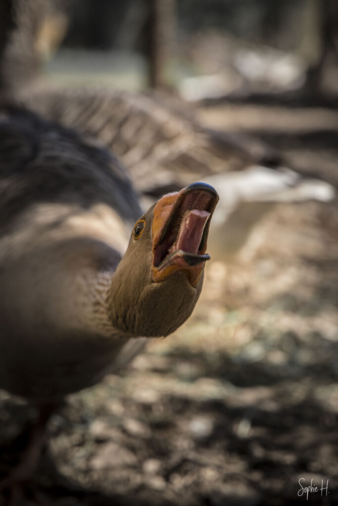 photo animalière oie