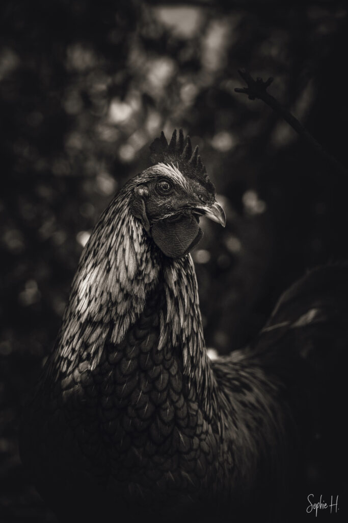 photo animalière coq