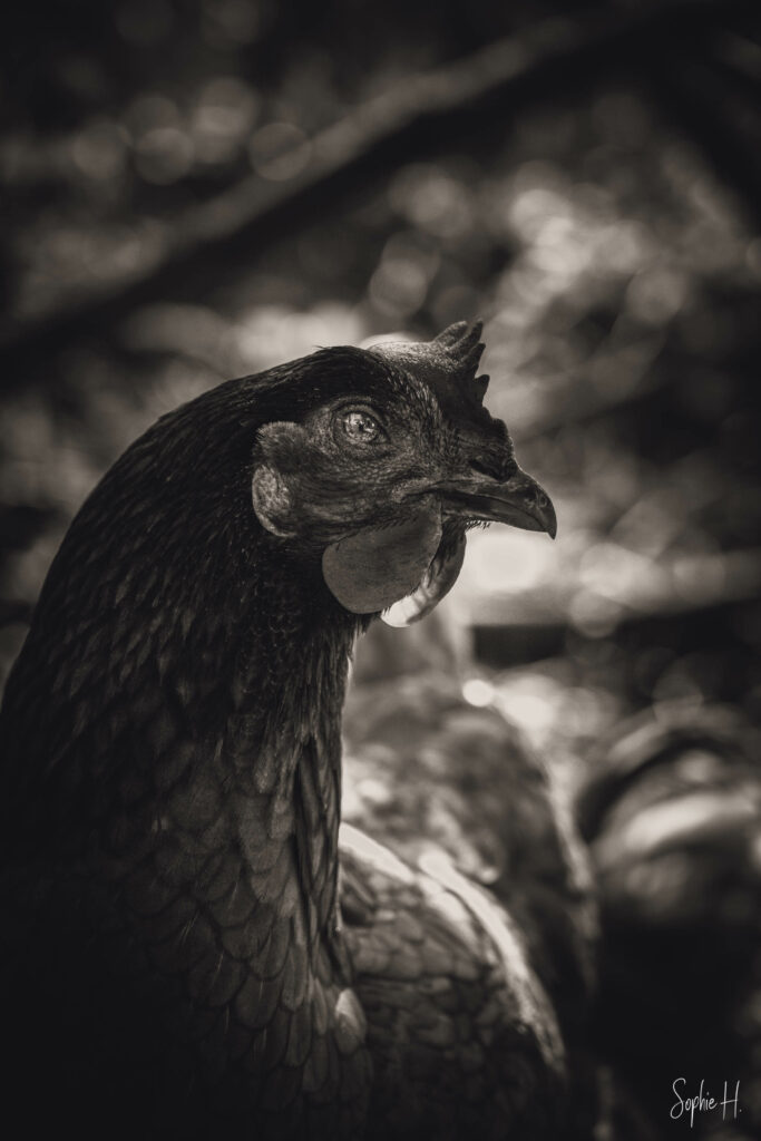 photo animalière poule