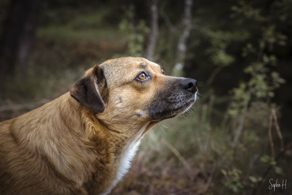 photo chien canine