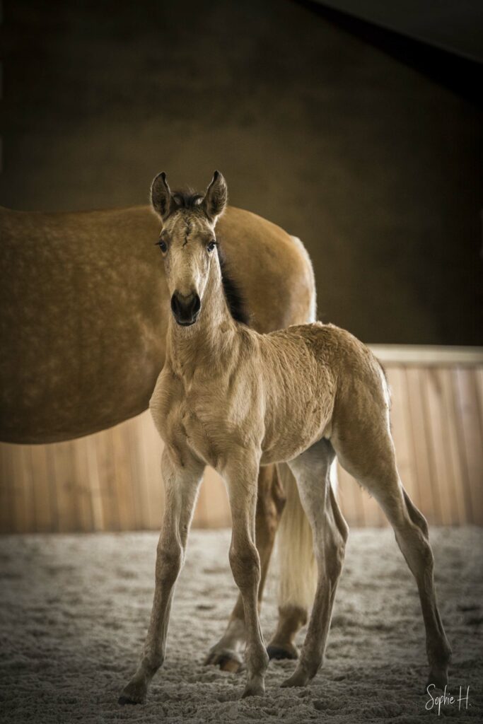 photo équine chevaux poulain