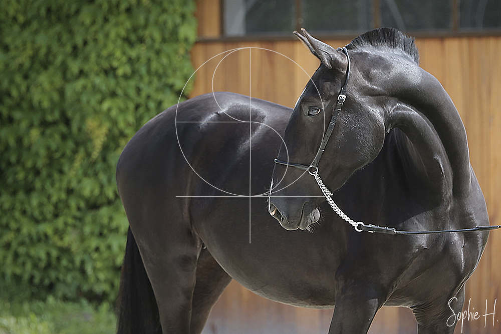 photo équine chevaux jument noir