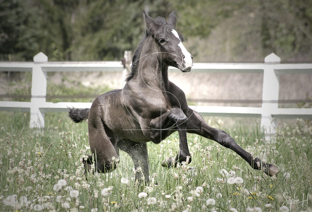 photo équine chevaux poulain