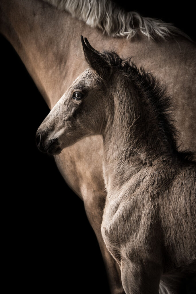 photo chevaux portrait fond noir