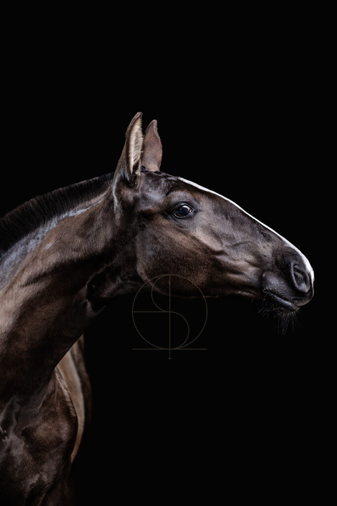 photo chevaux portrait fond noir