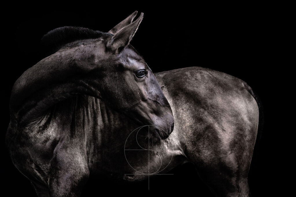 photo chevaux portrait fond noir
