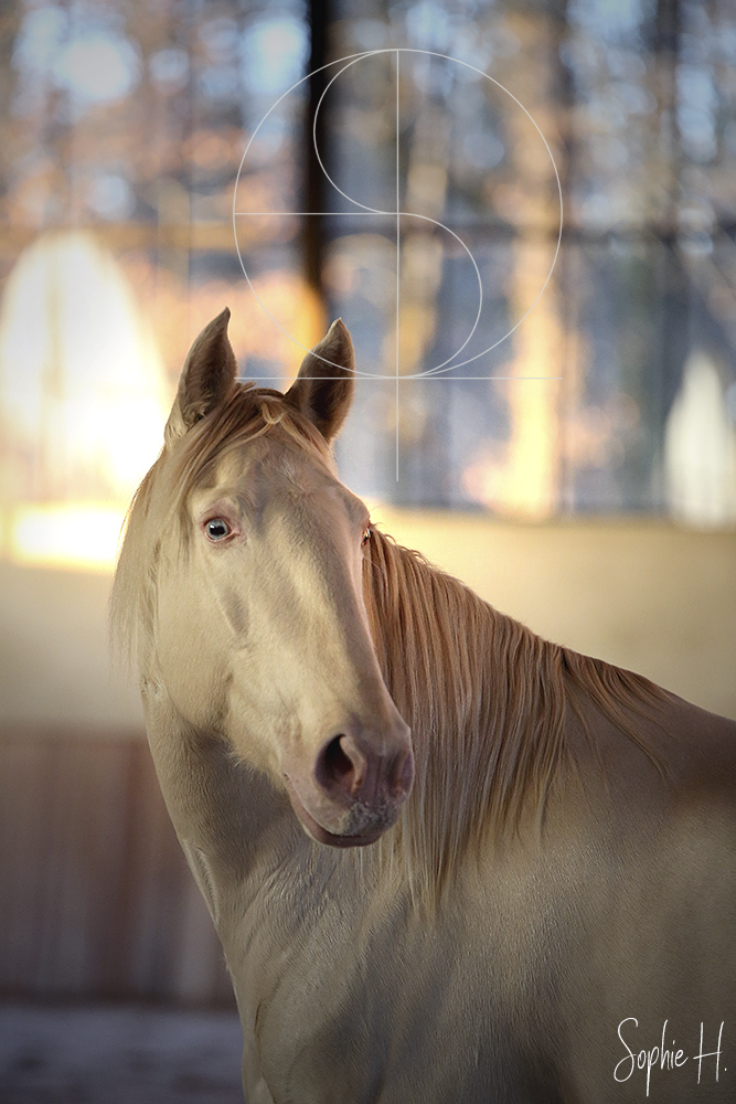photo équine chevaux