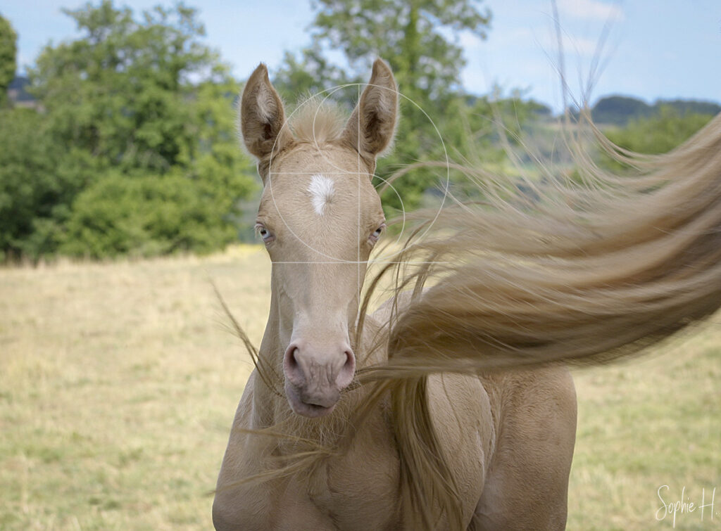 photo équine chevaux poulain
