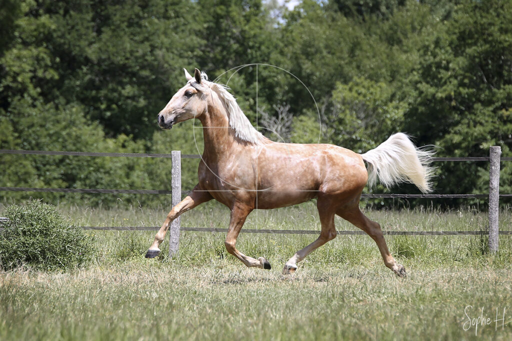 photo équine chevaux jument