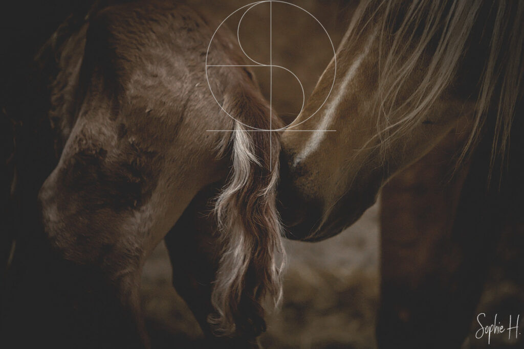 photo équine chevaux poulain