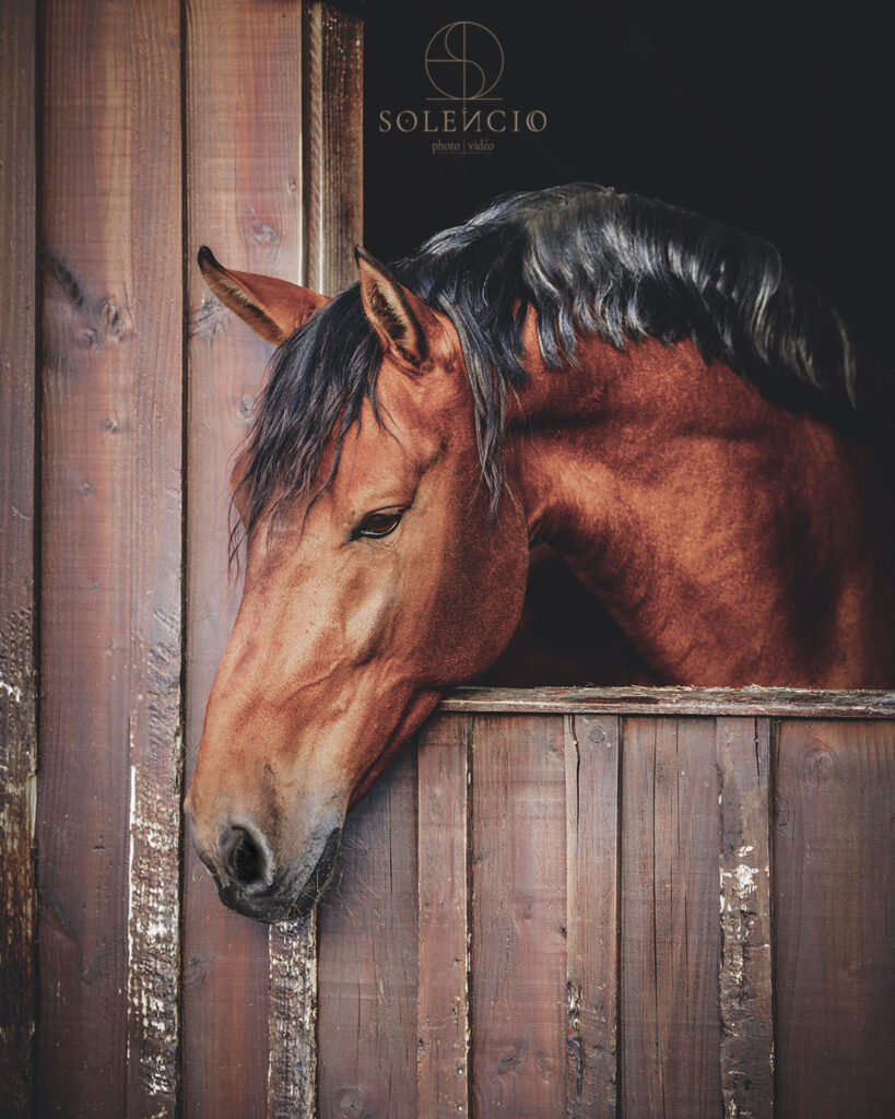 photo équine chevaux