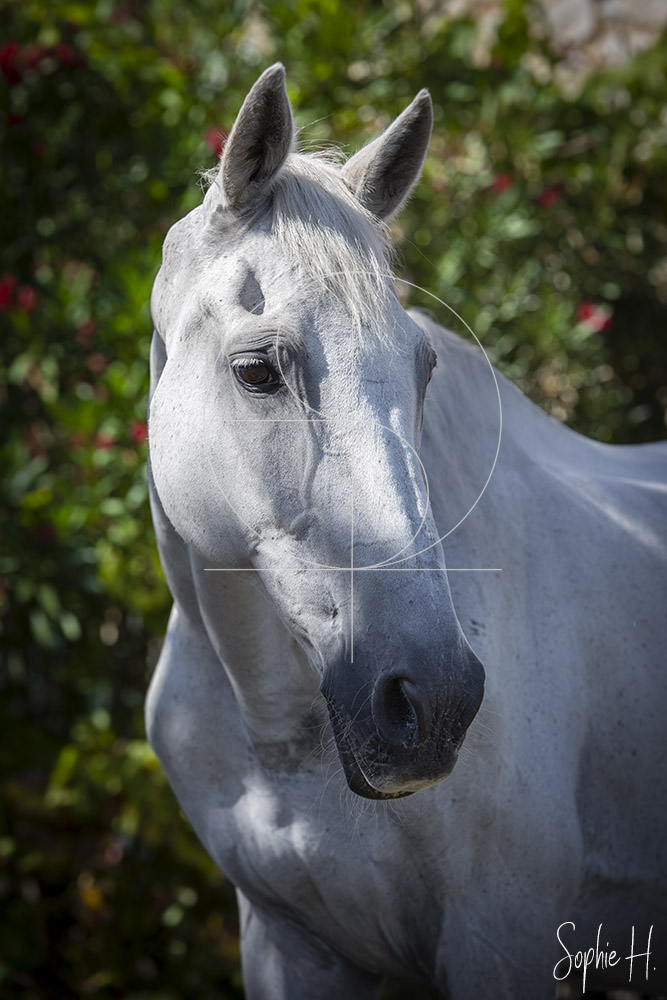 photo équine chevaux