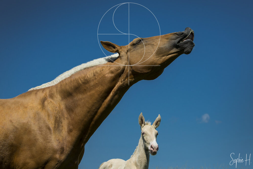 photo équine chevaux poulain