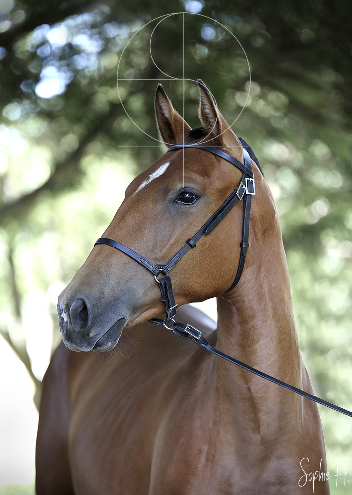 photo équine chevaux poulain