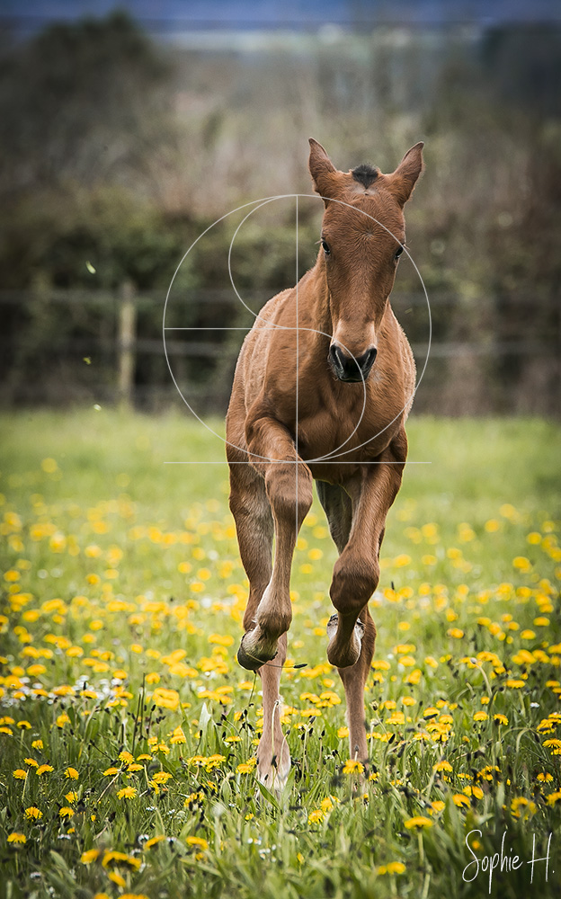 photo équine chevaux poulain