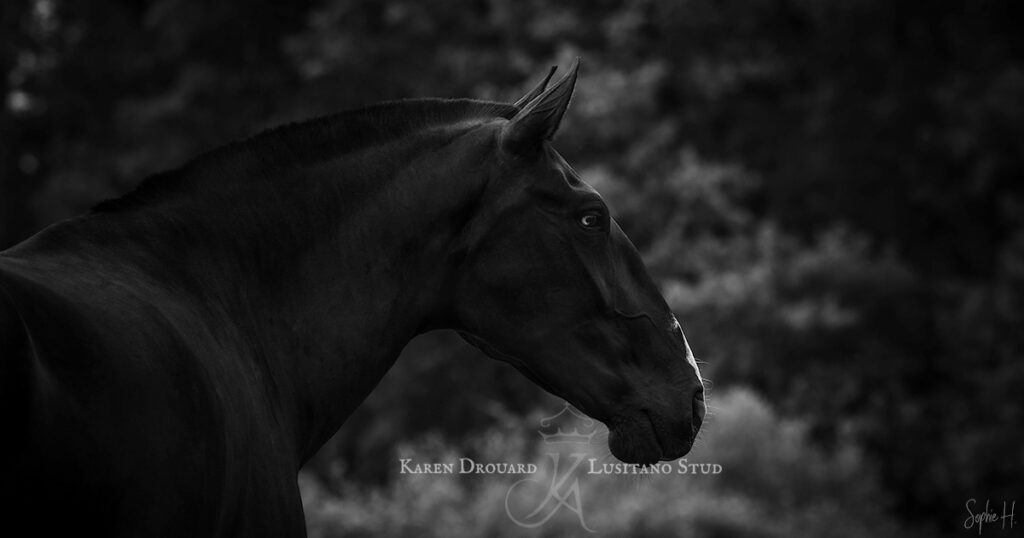 photo équine chevaux jument noire