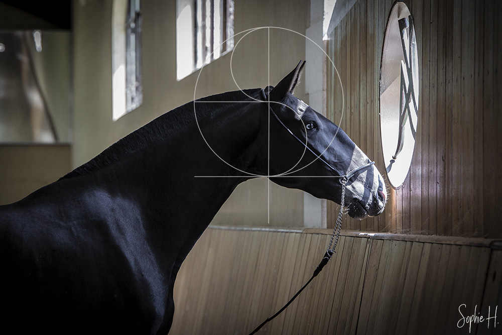 photo équine chevaux jument noire
