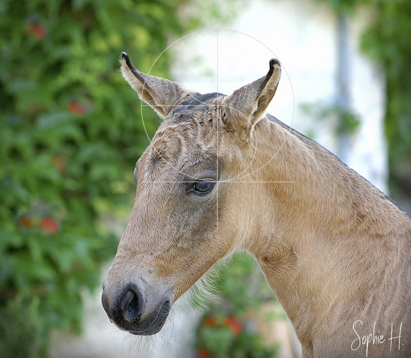 photo équine chevaux poulain