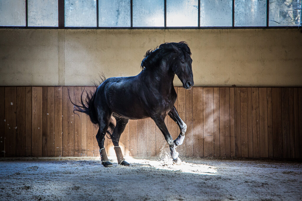 photo équine chevaux étalon lusitanien noir