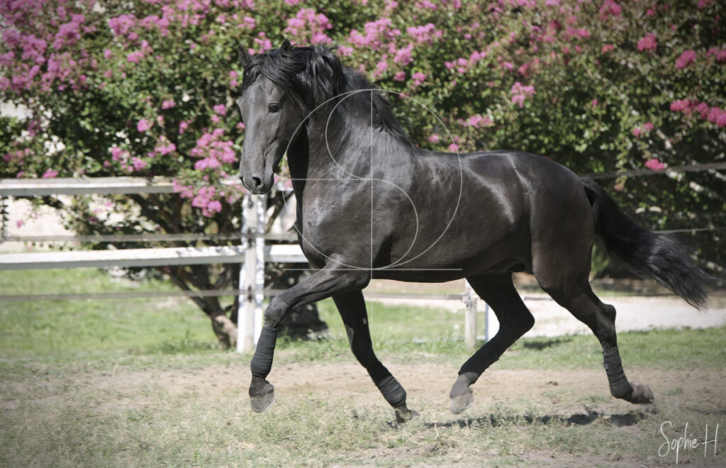 photo équine chevaux étalon lusitanien noir