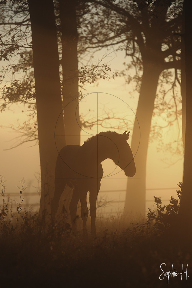 photo équine chevaux poulain