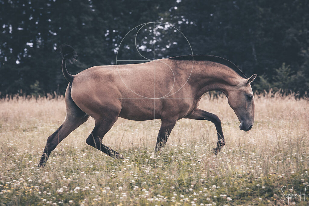 photo équine chevaux jument