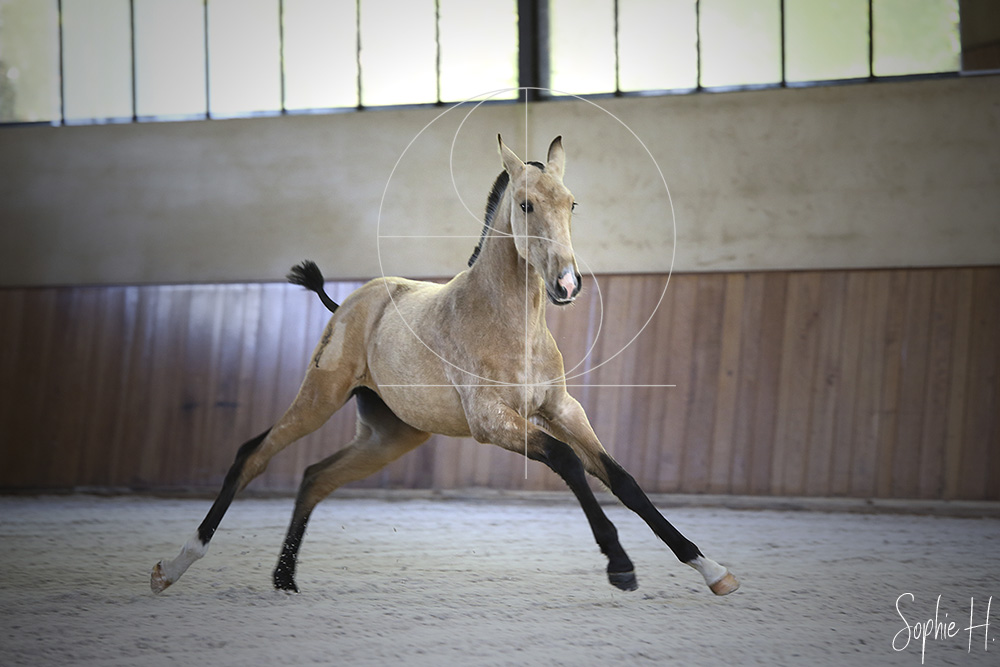photo équine chevaux poulain