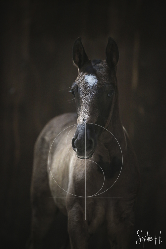 photo équine chevaux poulain moody