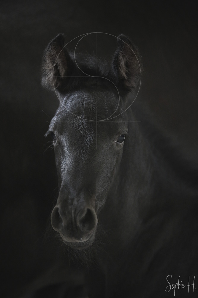 photo équine chevaux poulain noir