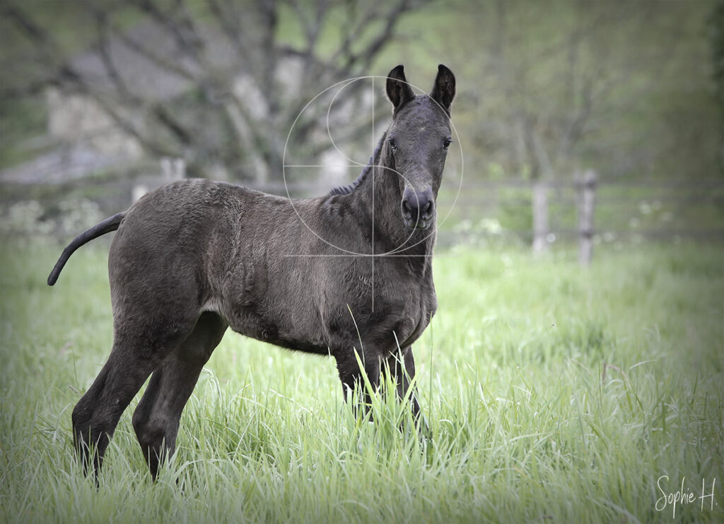 photo équine chevaux poulain noir