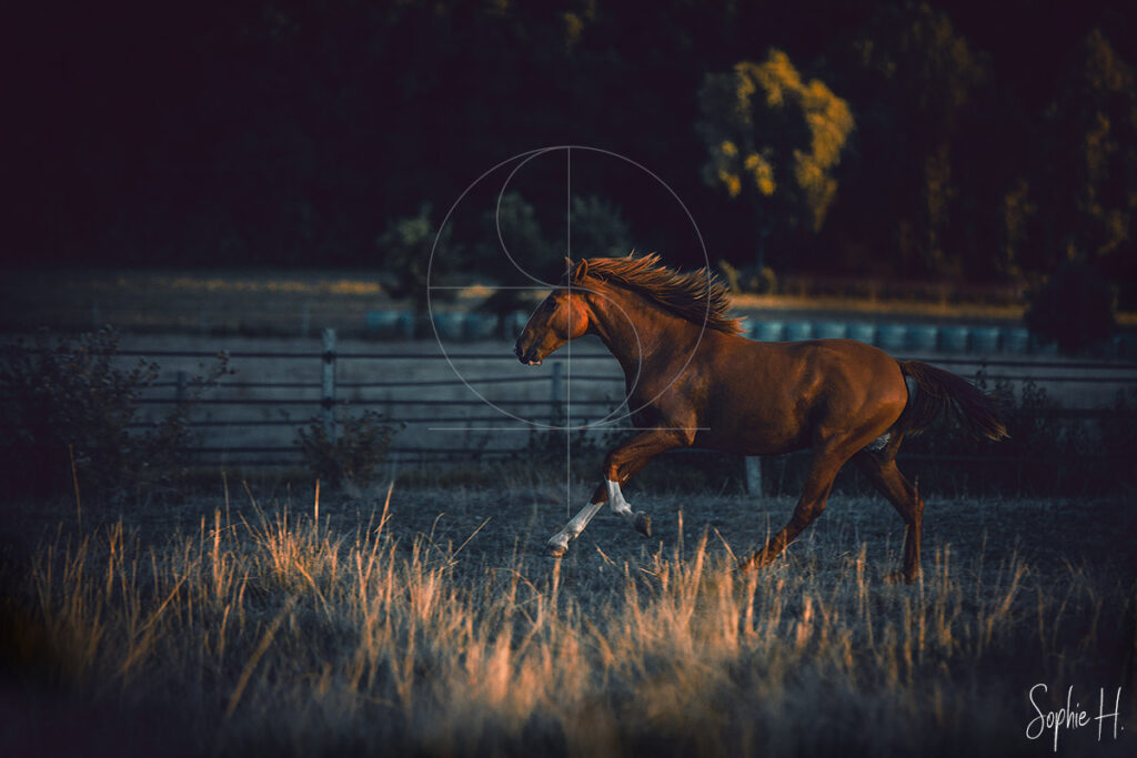photo équine chevaux lusitano